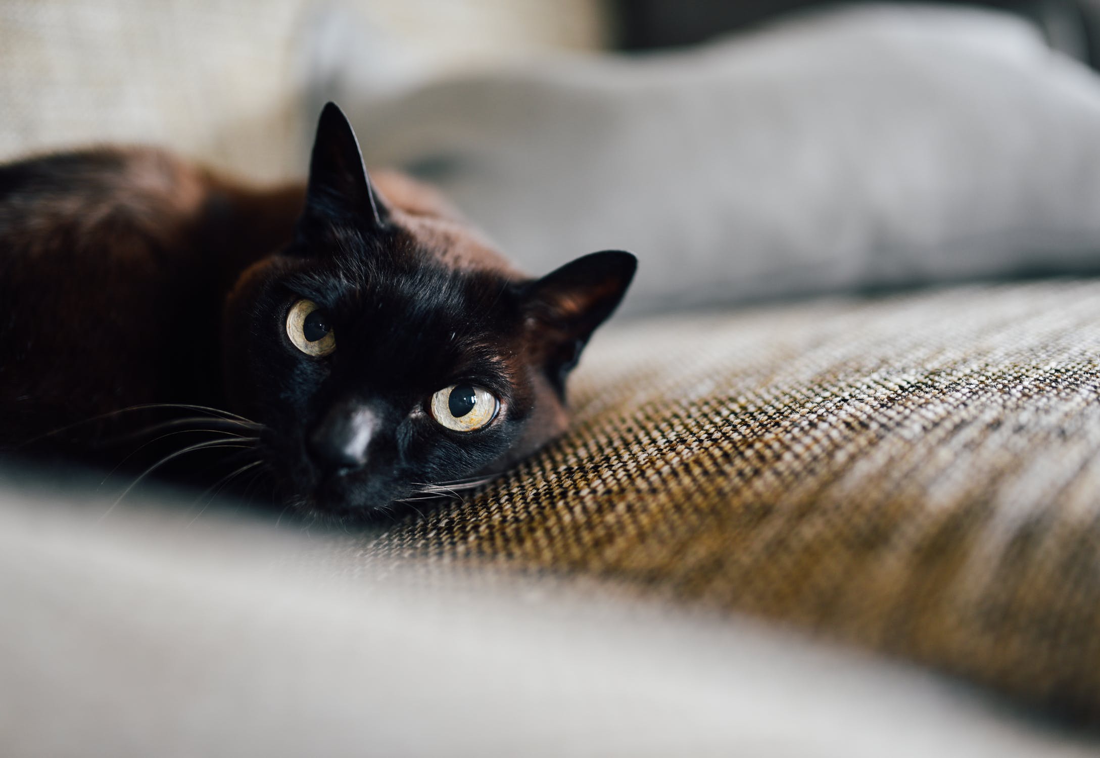Hipertiroidismo felino é a doença metabólica mais comum em gatos